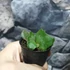 Kép 6/9 - Platycerium willinckii 'Jade Girl'