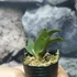Kép 3/9 - Platycerium willinckii 'Jade Girl'