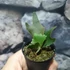 Kép 4/9 - Platycerium willinckii 'Jade Girl'