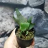 Kép 5/9 - Platycerium willinckii 'Jade Girl'