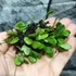 Kép 2/9 - Lemmaphyllum microphyllum