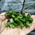 Kép 6/9 - Lemmaphyllum microphyllum