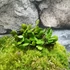 Kép 7/9 - Lemmaphyllum microphyllum