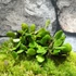 Kép 8/9 - Lemmaphyllum microphyllum