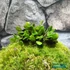 Kép 9/9 - Lemmaphyllum microphyllum
