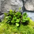 Kép 4/9 - Lemmaphyllum microphyllum