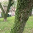 Kép 5/9 - Lemmaphyllum microphyllum