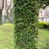 Kép 1/9 - Lemmaphyllum microphyllum
