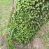 Kép 3/9 - Lemmaphyllum microphyllum