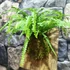 Nephrolepis 'Duffy' páfrány, falapra erősítve