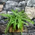 Kép 5/10 - Nephrolepis 'Duffy' páfrány, falapra erősítve