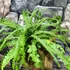 Kép 6/10 - Nephrolepis 'Duffy' páfrány, falapra erősítve