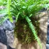 Kép 7/10 - Nephrolepis 'Duffy' páfrány, falapra erősítve
