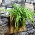 Kép 8/10 - Nephrolepis 'Duffy' páfrány, falapra erősítve