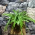 Kép 10/10 - Nephrolepis 'Duffy' páfrány, falapra erősítve