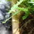 Kép 4/10 - Nephrolepis 'Duffy' páfrány, falapra erősítve