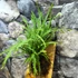 Kép 2/10 - Nephrolepis 'Duffy' páfrány, falapra erősítve