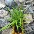Kép 3/10 - Nephrolepis 'Duffy' páfrány, falapra erősítve