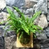 Kép 3/8 - Nephrolepis 'Green Lady' páfrány, falapra erősítve