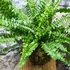 Kép 4/8 - Nephrolepis 'Green Lady' páfrány, falapra erősítve