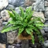 Kép 1/8 - Nephrolepis 'Green Lady' páfrány, falapra erősítve