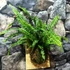 Kép 6/8 - Nephrolepis 'Green Lady' páfrány, falapra erősítve