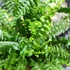 Kép 7/8 - Nephrolepis 'Green Lady' páfrány, falapra erősítve