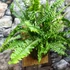 Kép 8/8 - Nephrolepis 'Green Lady' páfrány, falapra erősítve