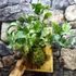 Kép 2/9 - Phlebodium Aureum ’Blue Star’ páfrány, falapra erősítve