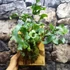 Kép 3/9 - Phlebodium Aureum ’Blue Star’ páfrány, falapra erősítve