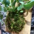 Kép 4/9 - Phlebodium Aureum ’Blue Star’ páfrány, falapra erősítve