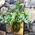 Kép 5/9 - Phlebodium Aureum ’Blue Star’ páfrány, falapra erősítve