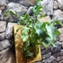 Kép 6/9 - Phlebodium Aureum ’Blue Star’ páfrány, falapra erősítve