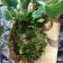 Kép 7/9 - Phlebodium Aureum ’Blue Star’ páfrány, falapra erősítve