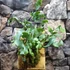 Kép 9/9 - Phlebodium Aureum ’Blue Star’ páfrány, falapra erősítve