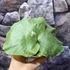 Kép 3/9 - Platycerium elephantotis × alcicorne
