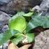 Kép 4/9 - Platycerium elephantotis × alcicorne