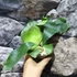 Kép 5/9 - Platycerium elephantotis × alcicorne