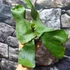 Kép 6/9 - Platycerium elephantotis × alcicorne
