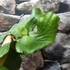 Kép 7/9 - Platycerium elephantotis × alcicorne