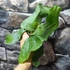 Kép 8/9 - Platycerium elephantotis × alcicorne