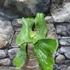 Kép 1/9 - Platycerium elephantotis × alcicorne