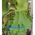 Kép 2/9 - Platycerium elephantotis × alcicorne