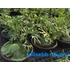 Kép 2/7 - Platycerium ridleyi 'Thin&Dwarf'
