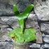 Kép 1/7 - Platycerium Horn's Surprise  (madagascariens x aicicone-Africa) 'DARWIN'