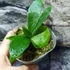 Kép 5/8 - Platycerium ( hillii × alcicorne ) 'Moose'