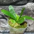 Kép 1/8 - Platycerium ( hillii × alcicorne ) 'Moose'