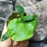 Kép 7/8 - Platycerium ( hillii × alcicorne ) 'Moose'