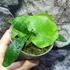 Kép 8/8 - Platycerium ( hillii × alcicorne ) 'Moose'