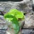 Kép 4/8 - Platycerium ( hillii × alcicorne ) 'Moose'
